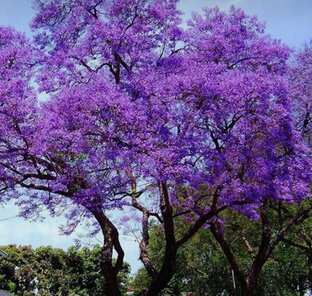Павловния/Самое быстрорастущее дерево