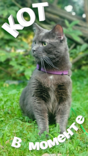 🐈‍⬛ кот чудит👍😋