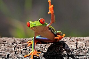 Необычные амфибии