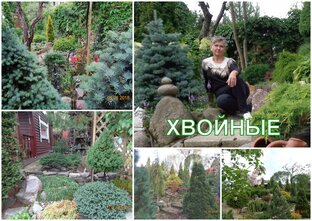 ХВОЙНЫЕ В МОЕМ САДУ