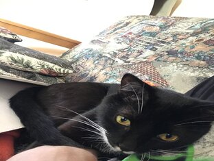 Кот