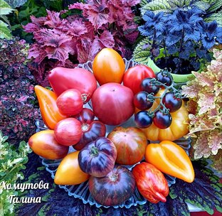 Семена овощей 