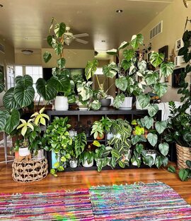 Декоративно-лиственные растения