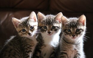 Милые Котята