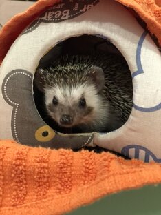 Наш ёжик Шурик 