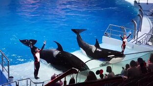 Дельфины, касатки, белуха и т.д.