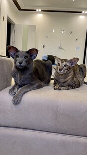 Беззаботная жизнь ориентальных кошек 😻😻