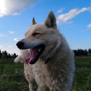 Интересные рассказы о животных