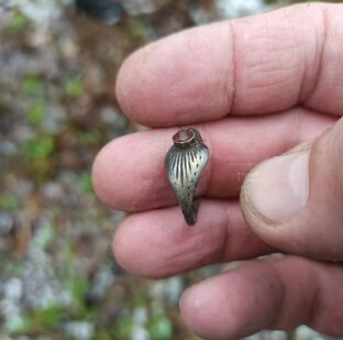 Находки, выезды на коп