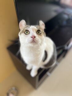 Приключения Морти 🐾