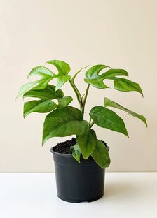 Спасательная