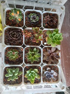 Цветение суккулентов