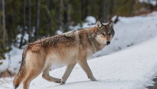 Про животных