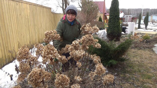 ОБРЕЗКА ГОРТЕНЗИЙ