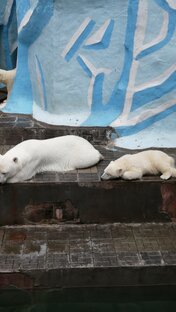 фото Герда, Белка, Стрелка