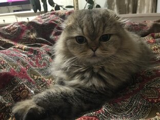 Котики 🐈‍⬛ 