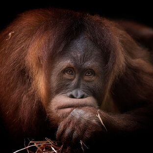 Дзен Виталий С.  статистика