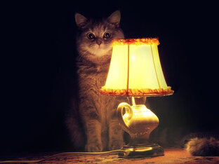 Дзен Жиза  статистика