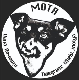 проект кошачья трава. Ok google включи как выглядит кот. четыре лапы дзен. четыре лапы влажный нос. четыре лапы дзен.