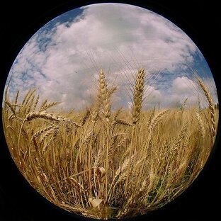 Красивые круглые фото. Круглая фотография. Круглое фото природы. Круги в природе фото. Красивые круглые фотографии.