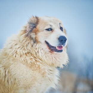 Статистика Дзен  Dudusik Dog 