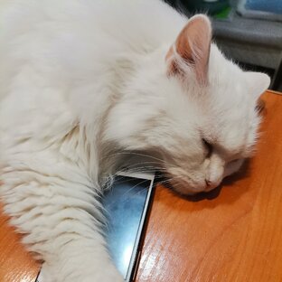 Дзен Без кота, жизнь не та)  статистика