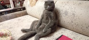 Дзен Максим статистика