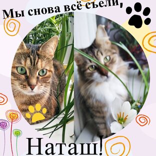 Статистика Дзен Мы снова всё съели, Наташ!
