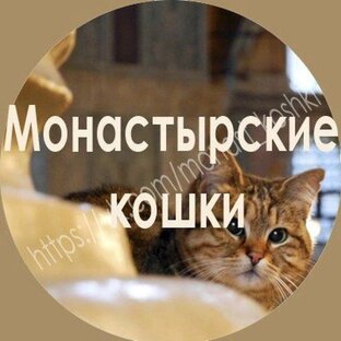 Статистика Дзен Кошки Задонского монастыря