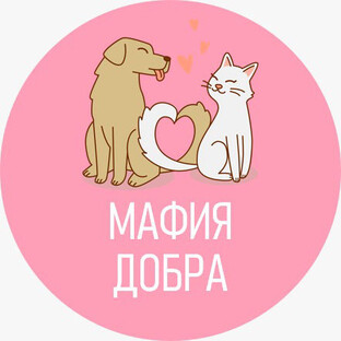 Статистика Дзен МАФИЯ ДОБРА | Проект помощи хвостатым