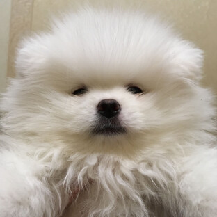 Дзен Лайв маленькой булочки 🐕 статистика