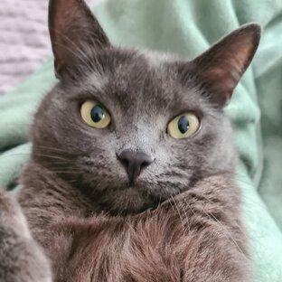 Статистика Дзен Котик в доме