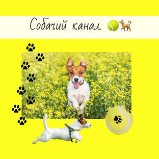 Канал он собака. Канал собачка. Телеканал dog. Телеканал пес и ко логотип. Микки собака хосока.