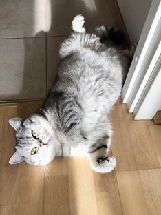 Статистика Дзен Кот Маню и кошки