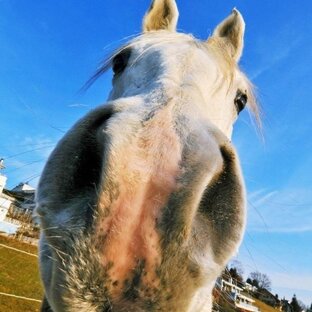 Дзен Старый конь борозды не испортит статистика