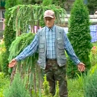 Статистика Дзен Хвойный ликбез