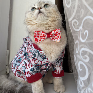 Статистика Дзен Киса- Нарцисса🐾🐾