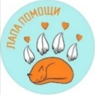 Дзен Лапа помощи🐈🐕 статистика