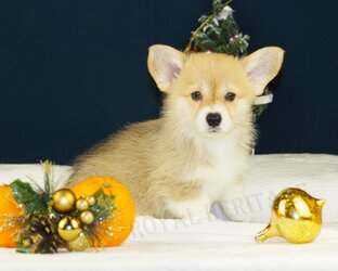 Корги на выставке. Питомник лесные эльфы корги. Корги отдам даром. Корги вет митино. Щенок корги.