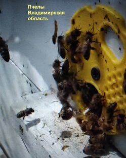 Статистика Дзен Пчеловод Андрей