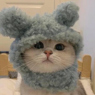 Дзен Самые милые животные статистика