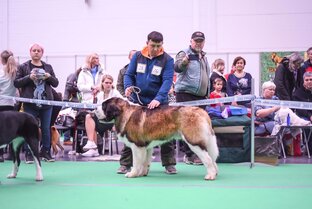 Статистика Дзен Питомник собак DOGMANIYA