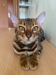 Дзен Киска Кэсси статистика