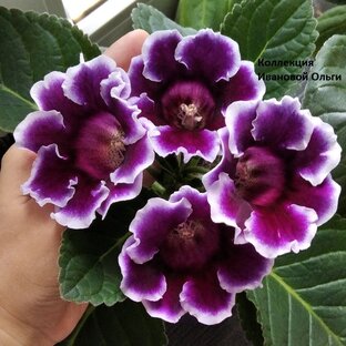 Статистика Дзен Глоксиния мой цветок🌺 