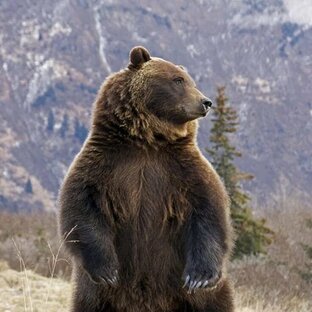 Дзен 🇷🇺Шапка на бикрень.🇷🇺 статистика