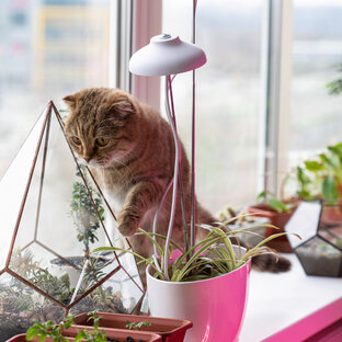 Дзен Алиса в стране чудес статистика