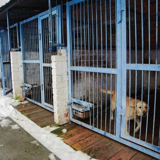 Дзен ПОЖЕРТВ🐕ОВАТЬ В ПРИЮТ😪🐕🙏карта МИР 2200 7302 4947 5324 статистика