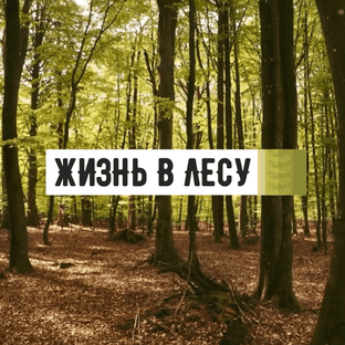 Статистика Дзен Лесная жизнь