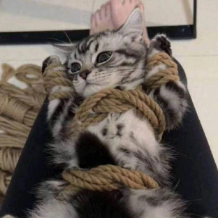Дзен мяу статистика