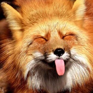 Дзен Герман Удалов статистика